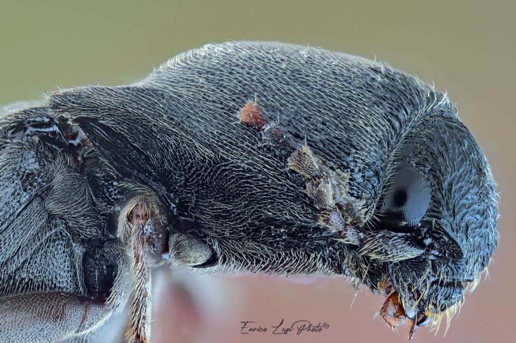 Elateridae: Agriotes sp.?